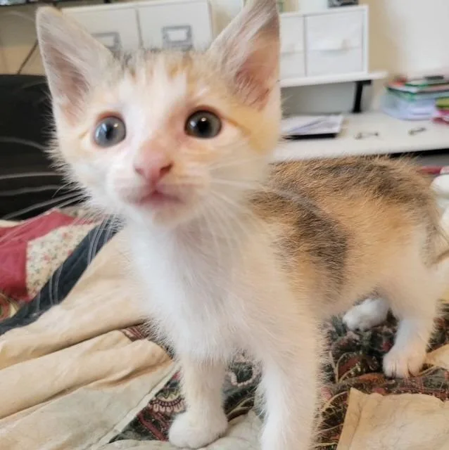 A baby small-sized female Domestic Short Hair cat named Parsley for adoption in Mustang, OK
