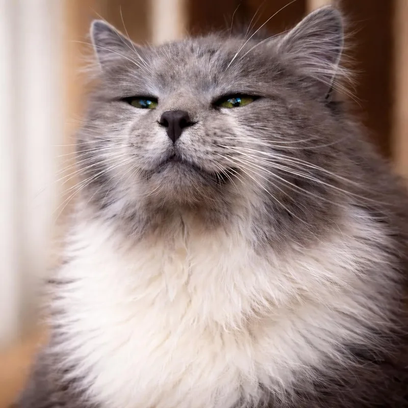 An adult medium-sized male Gray & White Domestic Long Hair cat named Frankie for adoption in Torrey, UT