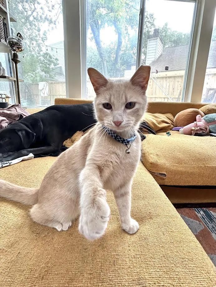 A young medium-sized male Tabby (Orange / Red) Tabby cat named Waffles for adoption in Pearland, TX