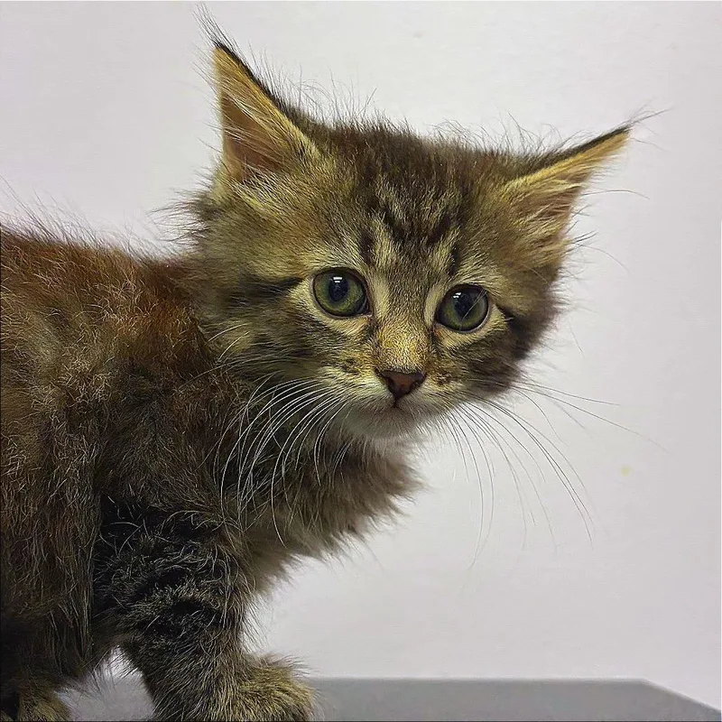 A baby small-sized female Domestic Long Hair cat named Saturn for adoption in Hannibal, MO