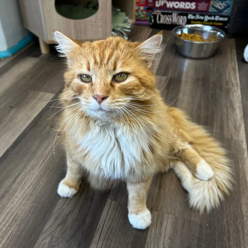 A young large-sized male Orange & White Domestic Long Hair cat named Rocco for adoption in Grand Rapids, MI