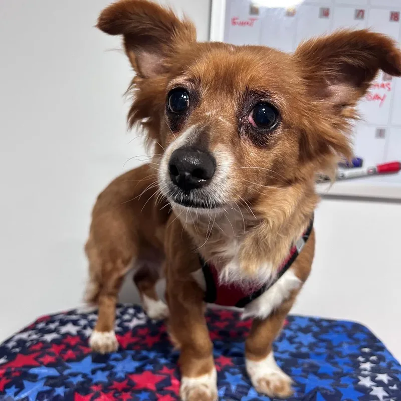 An adult small-sized female Yellow / Tan / Blond / Fawn Chihuahua dog named Roxanna Perez for adoption in Fredericksburg, VA