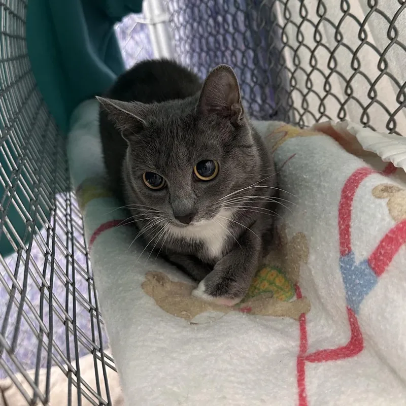An adult medium-sized female Gray / Blue / Silver Domestic Short Hair cat named Tinker Toy for adoption in East Smithfield , PA