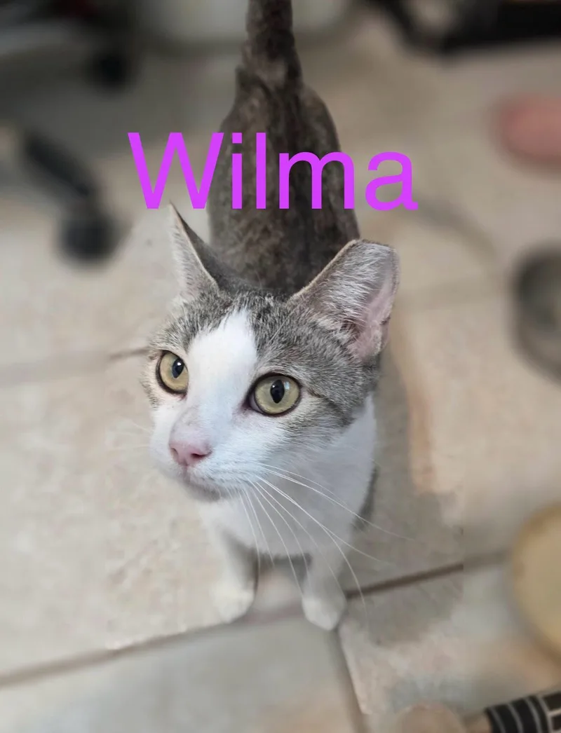 An adult medium-sized female Tabby (Brown / Chocolate) Domestic Short Hair cat named Wilma for adoption in Tucson, AZ