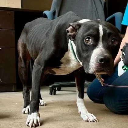 An adult medium-sized female Black Mixed Breed dog named Jream for adoption in Fernandina Beach, FL