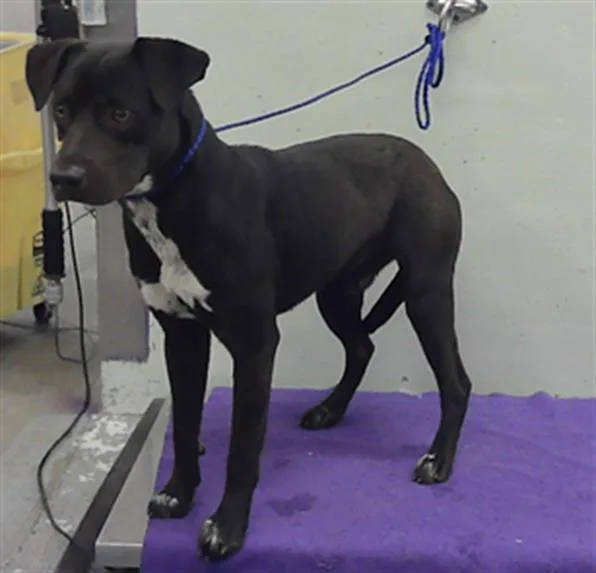 A young large-sized male American Staffordshire Terrier dog named Onix for adoption in Houston, TX