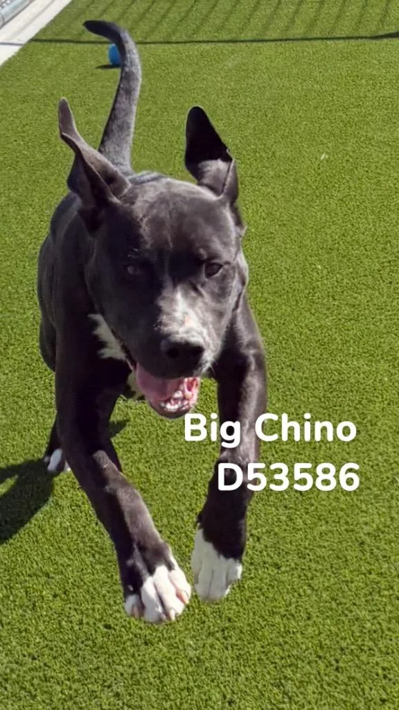 Big Chino thumbnail 2