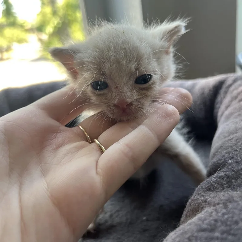 A baby medium-sized male Buff & White Domestic Short Hair cat named Kili for adoption in Hillsboro, OR