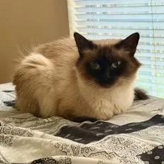 An adult small-sized female Cream / Ivory Persian cat named Cruella for adoption in Pittsburg, KS