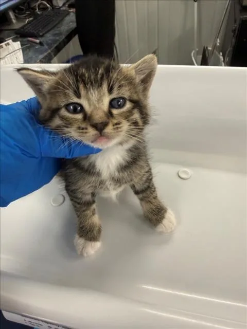 A baby small-sized male Brown / Chocolate Domestic Short Hair cat named Green for adoption in Woodland, CA