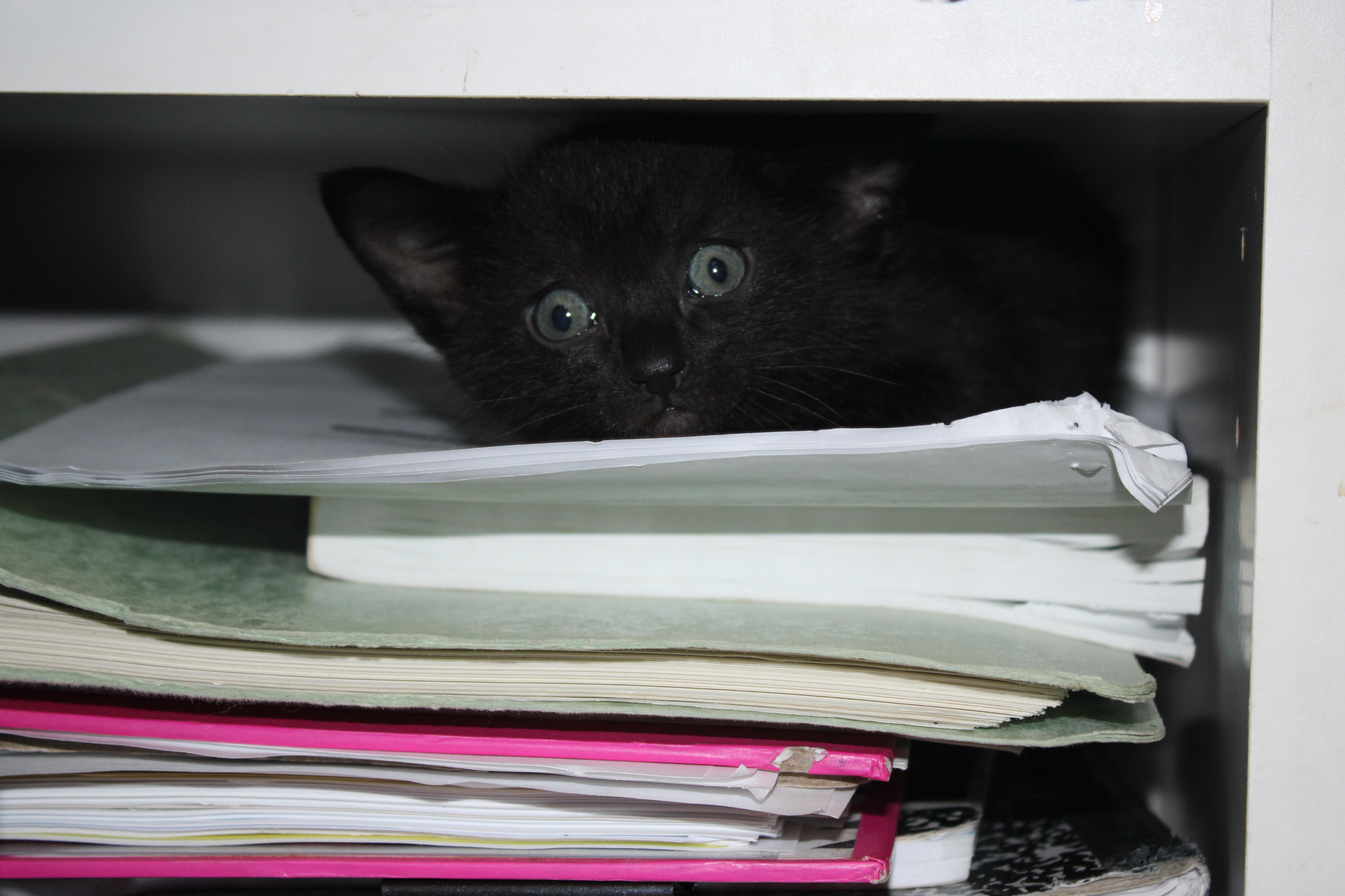 Raj Bobtail thumbnail 2