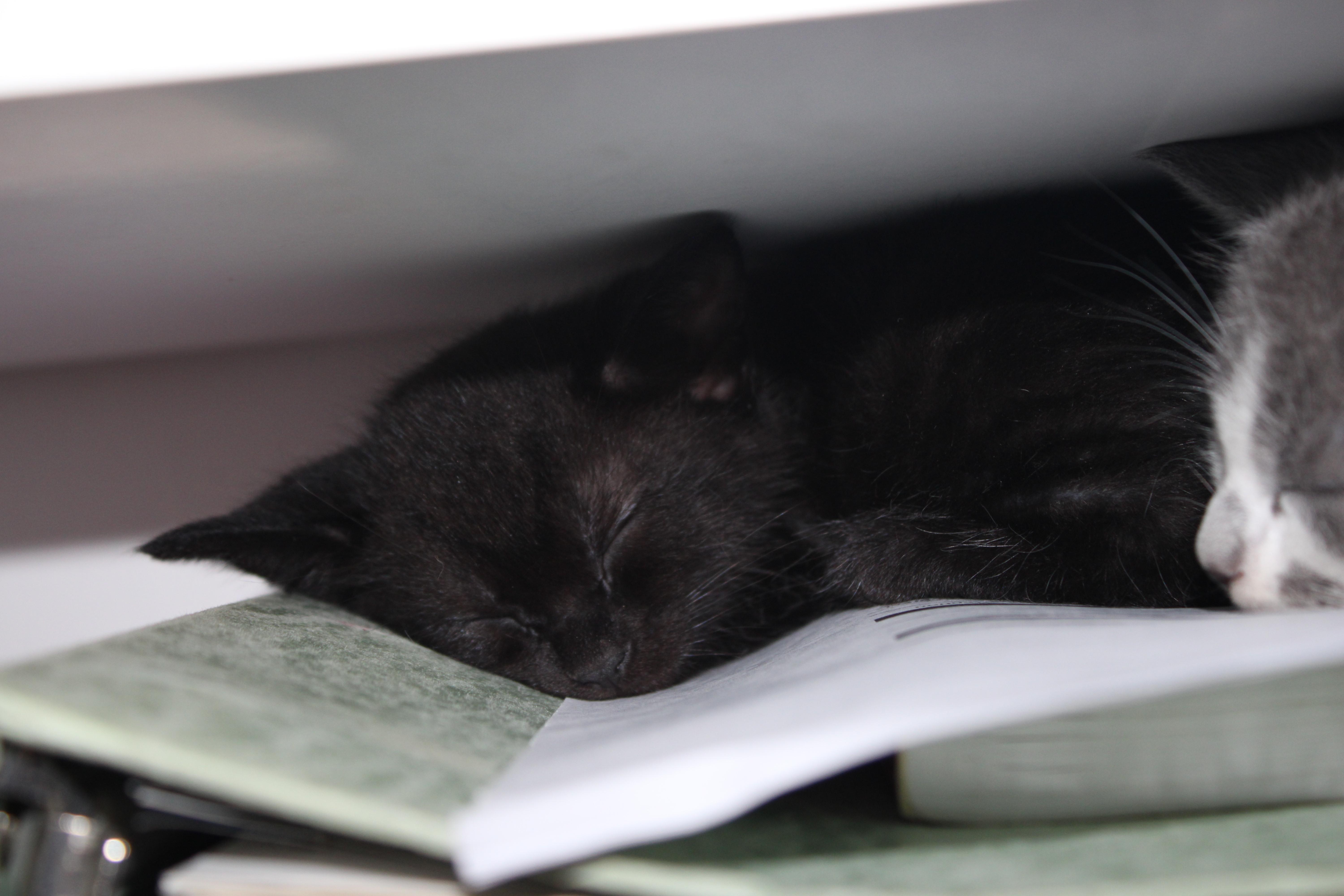 Raj Bobtail thumbnail 4