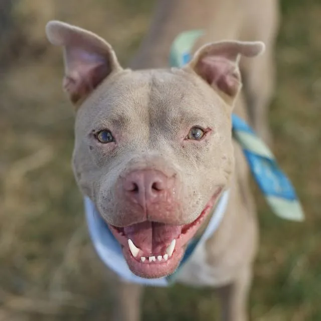 An adult medium-sized female American Staffordshire Terrier dog named Lacy for adoption in San Antonio, TX