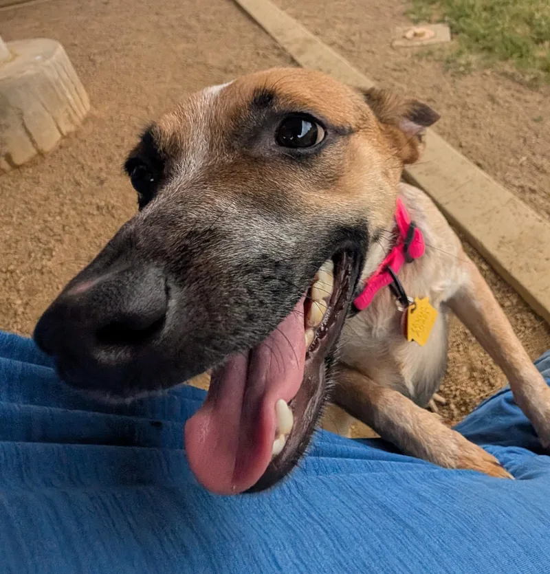 Phoebe A thumbnail 5
