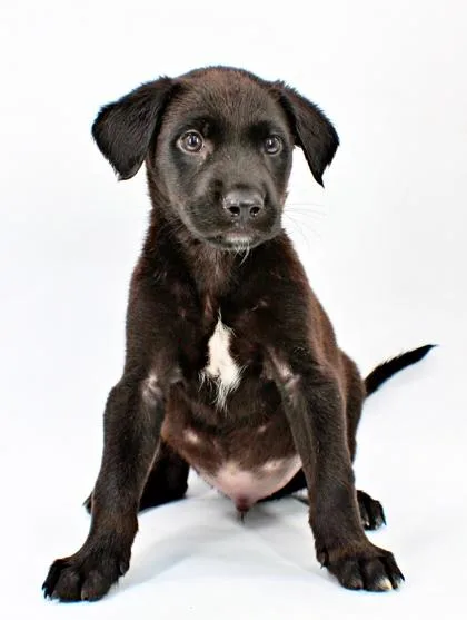 A baby large-sized male Labrador Retriever dog named Jinxy for adoption in Morton Grove, IL