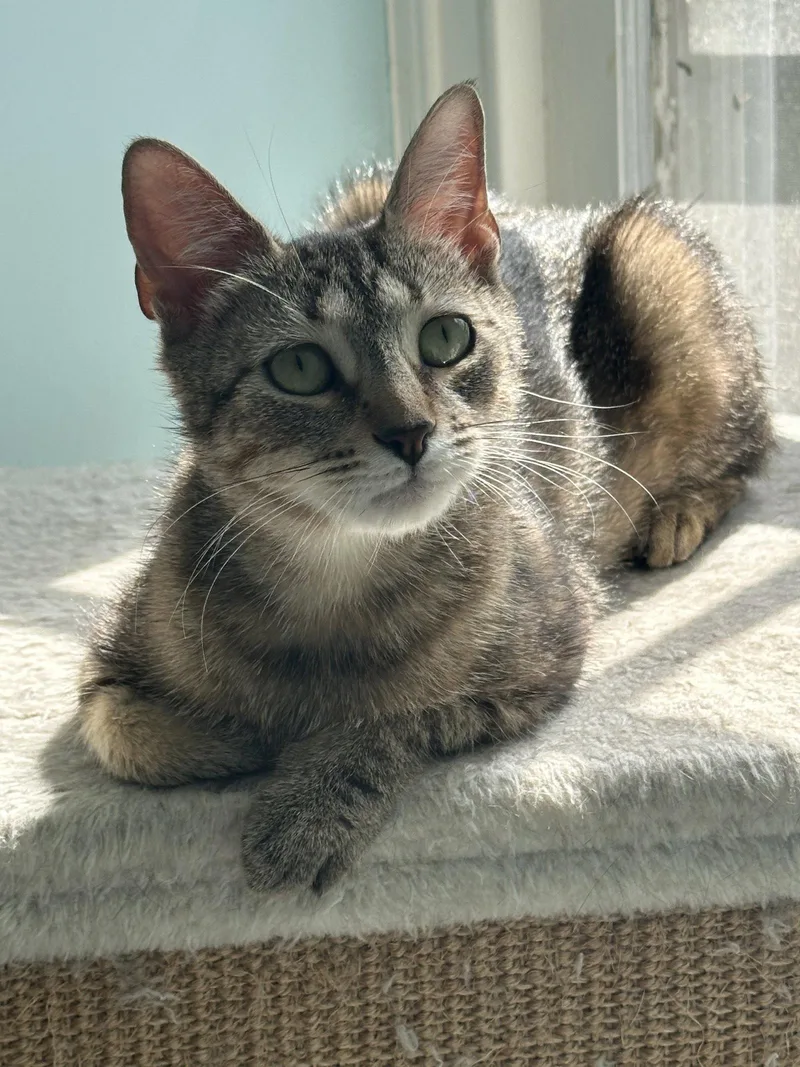 An adult medium-sized female Domestic Short Hair cat named Eloise for adoption in Newtown Square, PA