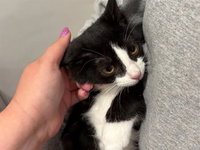 A baby small-sized female Domestic Short Hair cat named Socks for adoption in Fort Wayne, IN