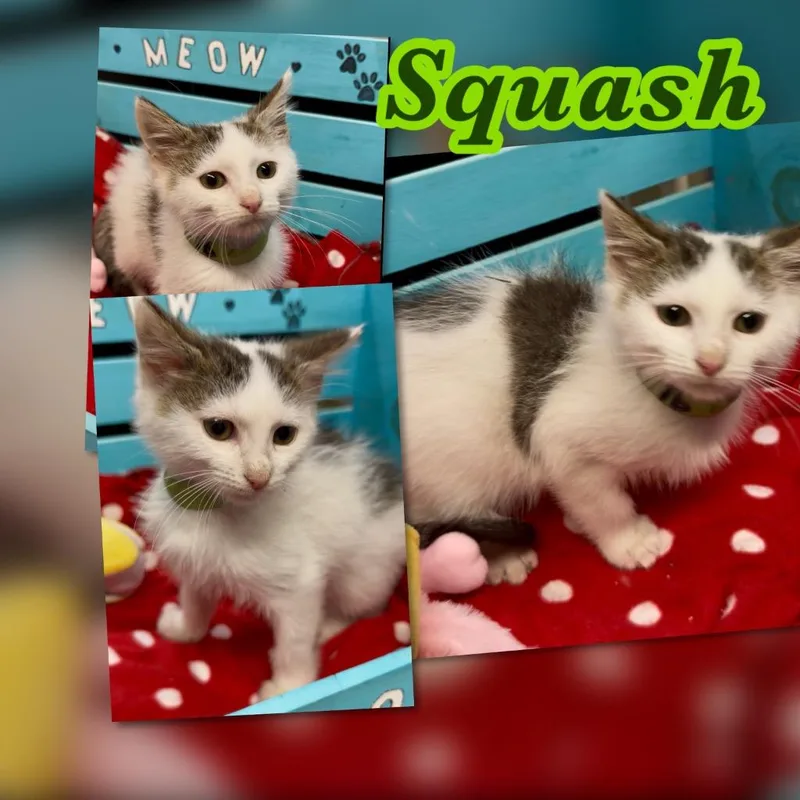 A baby small-sized male Domestic Short Hair cat named Squash for adoption in Blountville, TN