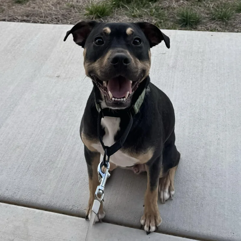 An adult medium-sized male Black Labrador Retriever dog named Dobby for adoption in Nashville, TN