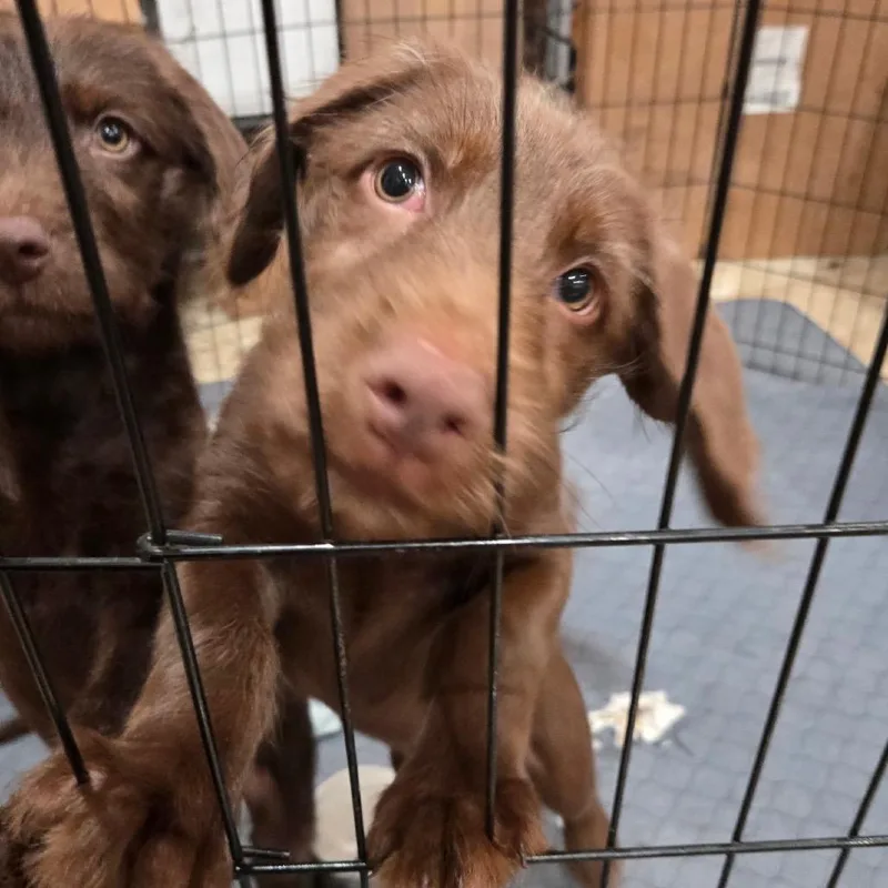 A baby large-sized male Red / Chestnut / Orange German Wirehaired Pointer dog named Kenny for adoption in New Orleans, LA
