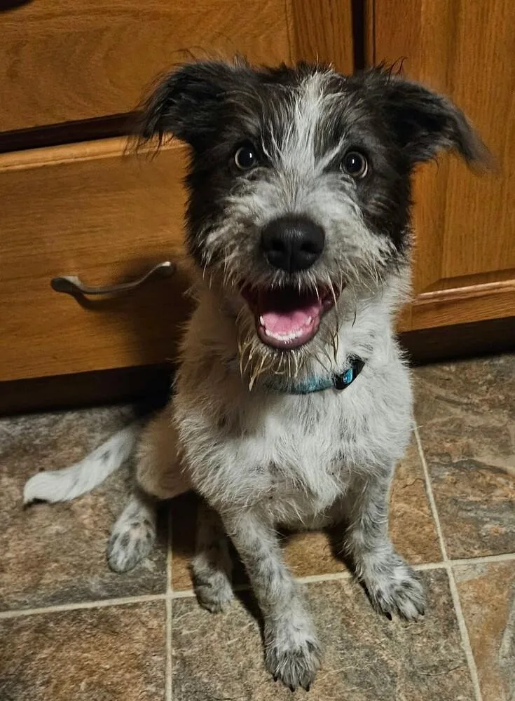 A baby medium-sized female Tricolor (Brown, Black, & White) Schnauzer dog named Ruby for adoption in Peoria, IL