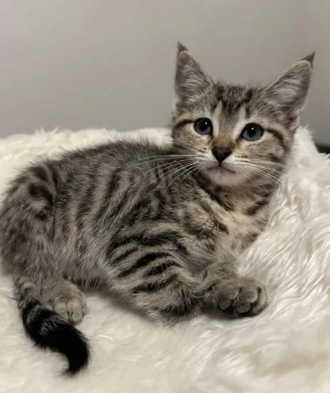A baby small-sized female Domestic Medium Hair cat named Guacamole for adoption in Broomfield, CO