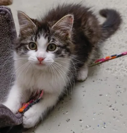 A baby small-sized female Domestic Long Hair cat named Bubbles for adoption in Verona, WI