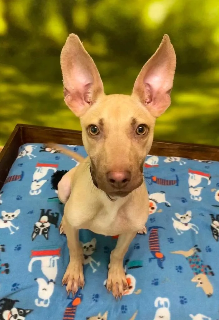 Bowie