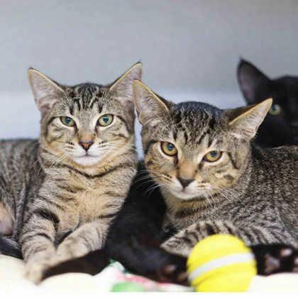 A baby small-sized female Brown / Chocolate Domestic Short Hair cat named Carlie for adoption in Atlanta, GA