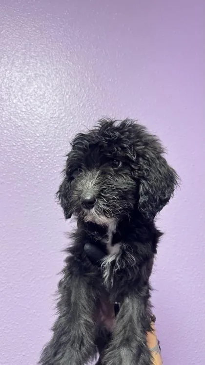 A baby small-sized female Black Mixed Breed dog named 61028983 for adoption in El Paso, TX