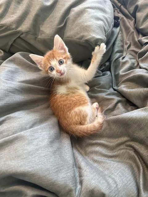 A baby small-sized male Domestic Short Hair cat named Cheese Puff for adoption in Charlotte, NC