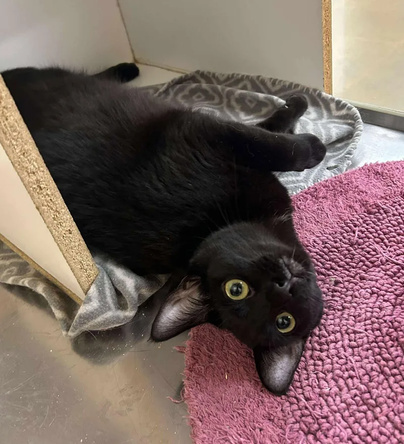 A young medium-sized female Black Bombay cat named Cinderella for adoption in HEMET, CA