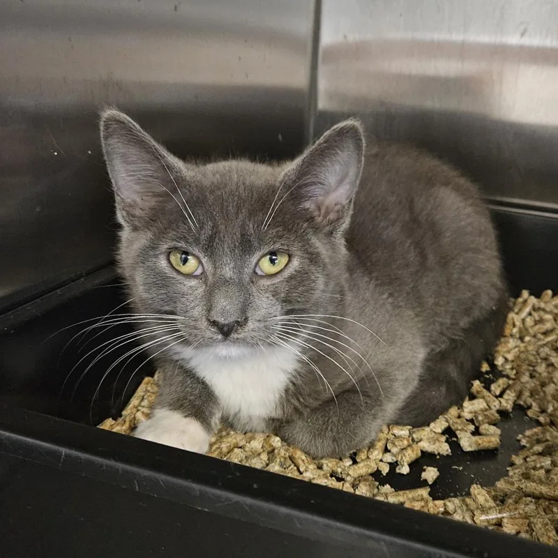 A baby small-sized male Gray / Blue / Silver Domestic Short Hair cat named Drake for adoption in Ridgely, MD