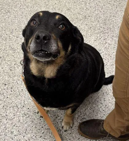 A senior extra large-sized male Black Mixed Breed dog named Diesel for adoption in Kansas City, MO