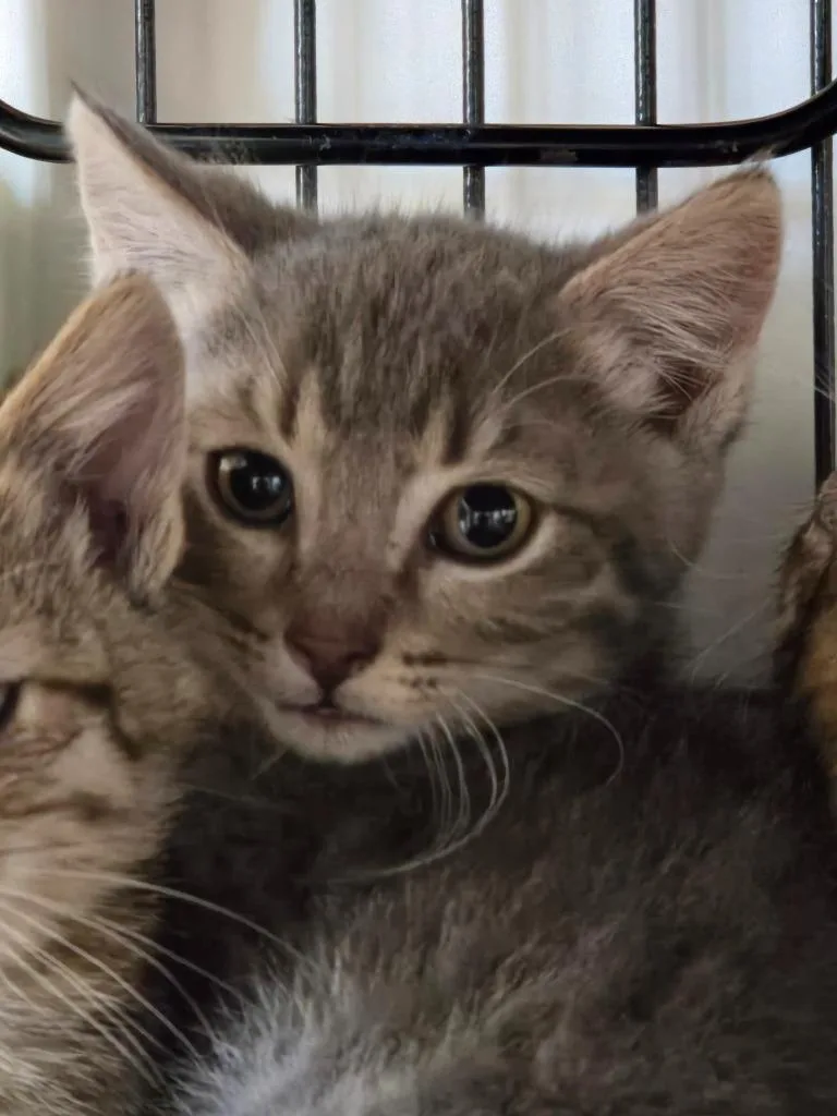 A baby medium-sized male Domestic Short Hair cat named Samsung for adoption in Shelton, WA