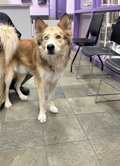 An adult large-sized male Golden Husky dog named 61565541 for adoption in El Paso, TX