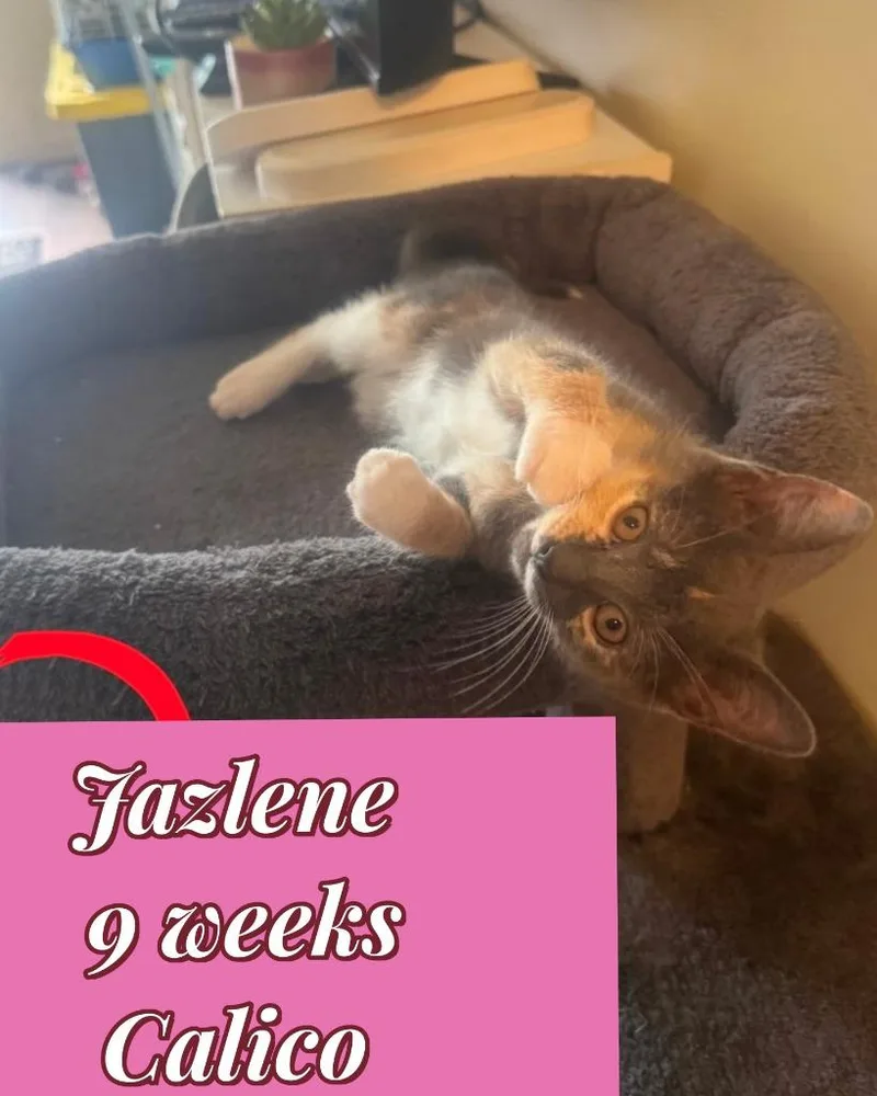 A baby small-sized female Calico cat named Jazlene for adoption in LIberty, NY