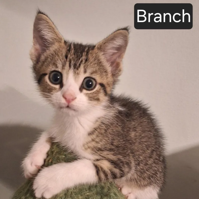 A young small-sized male Tabby (Gray / Blue / Silver) Domestic Short Hair cat named Branch for adoption in SNOW HILL, NC