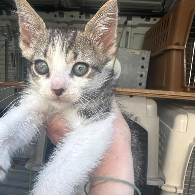 A baby small-sized male Gray / Blue / Silver Domestic Short Hair cat named Leo for adoption in Newark, NJ