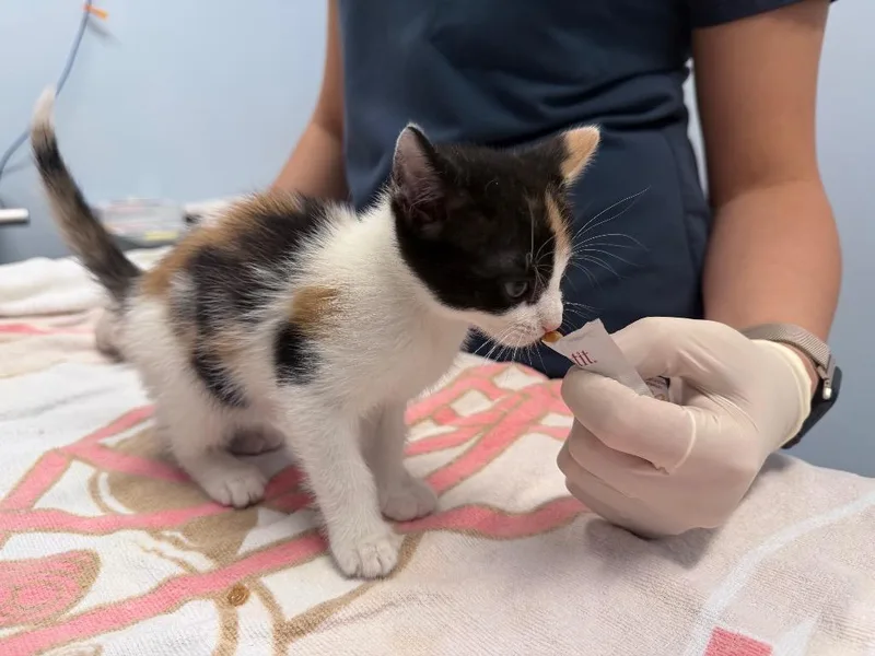 A baby medium-sized female Domestic Short Hair cat named Amira for adoption in Raleigh, NC