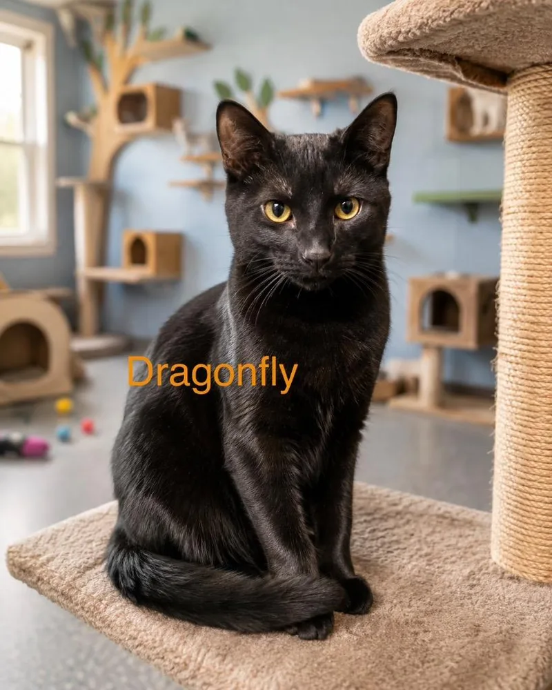 A baby medium-sized male Domestic Short Hair cat named Dragonfly for adoption in Mountain Home, AR