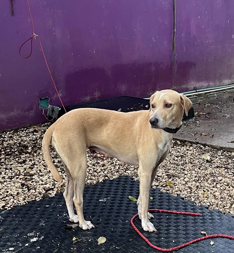 An adult medium-sized female Apricot / Beige Whippet dog named Lua for adoption in New York, NY
