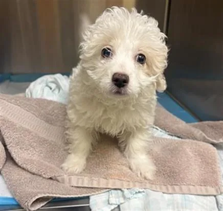 A baby small-sized male Poodle dog named Hopscotch for adoption in Tustin, CA