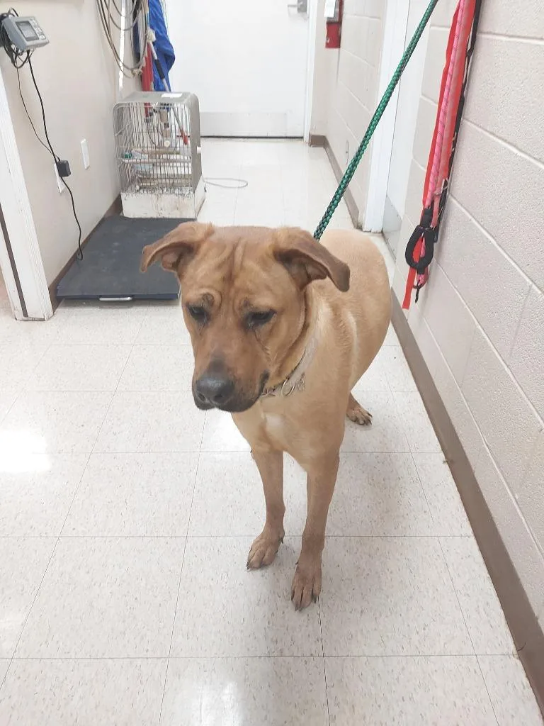 A young medium-sized female Mastiff dog named Sky for adoption in Mocksville, NC