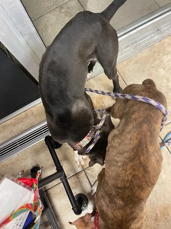A young medium-sized male Black Mixed Breed dog named Goothüre for adoption in Cincinnati, OH