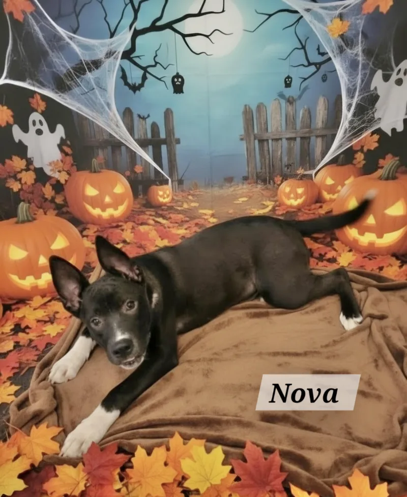 Nova thumbnail 2