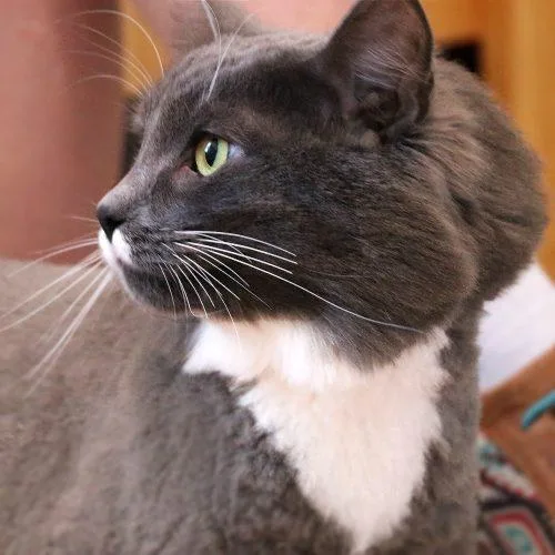 A young large-sized male Domestic Long Hair cat named Ash for adoption in Dillon, MT