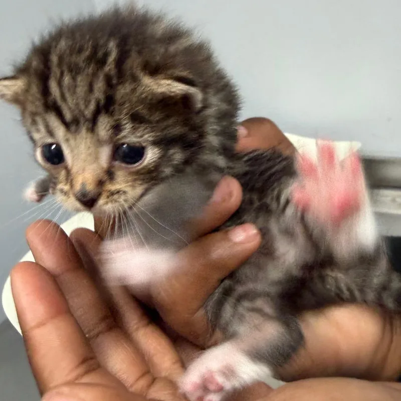 A baby small-sized female Gray / Blue / Silver Domestic Short Hair cat named Misty for adoption in Columbus, GA
