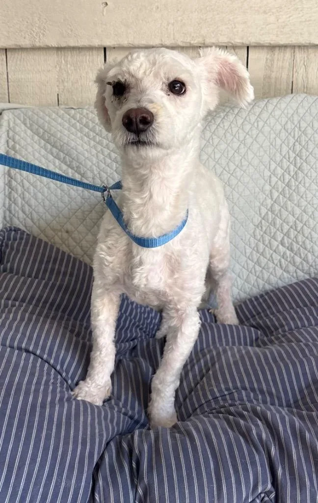 An adult small-sized male Poodle dog named Zuko for adoption in Fort Worth, TX