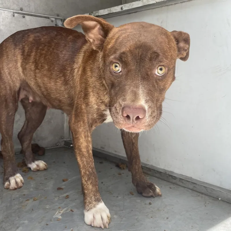 An adult medium-sized female Brown / Chocolate American Staffordshire Terrier dog named Leyla for adoption in Edinburg, TX